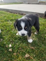 Puppy for sale!
