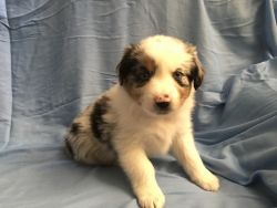 Mini Australian Shepherd Puppies for sale