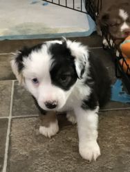 Minnie Aussies Available