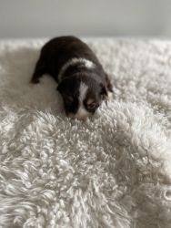 Mini/Toy Australian Shepard Puppies