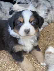 Mini Aussie Puppies for Sale