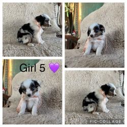 Mini Aussies Lookies for their forever home