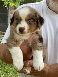 Mini Australian shepherd puppies for sale