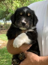 mini–Australian Puppies for sale