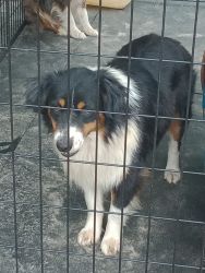 Domino 18 month old male