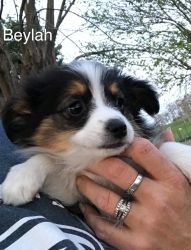 Beylah-3.15lbs-toy size!