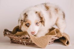 Red Merle Female, ASDR Mini Aussie - LILLY