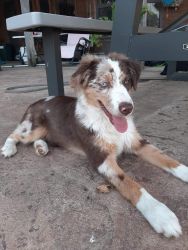 Red Merle male