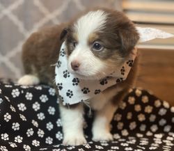 Mini Australian Shepard puppies from our home to yours