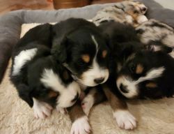 Gorgeous Registered Mini Aussie pups!