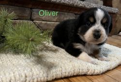 Oliver mini Aussie