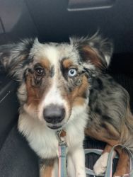 Very happy and energetic Aussie need a better home