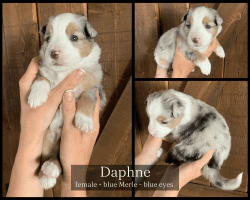 Daphne - Mini Aussie