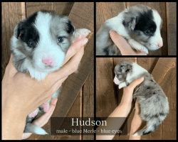 Hudson - Mini Aussie