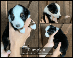 Pumpkin - Mini Aussie