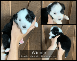 Winnie - Mini Aussie
