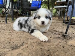 Blue Merle Aussie puppy