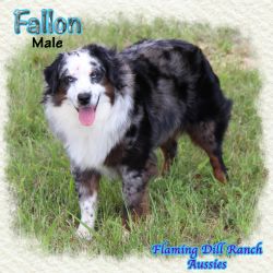 Fallon ~ Mini Blue Merle Male Aussie