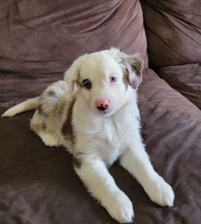 Red Merle Male - Chips