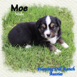 Moe ~ Mini Black Tri Male Aussie