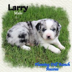 Larry ~ Mini Blue Bi Merle Male Aussie