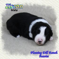 Zircon ~ Mini Black Tri Male Aussie