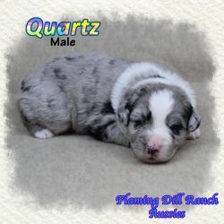 Quartz ~ Mini Blue Bi Merle Male Aussie
