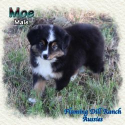 Moe ~ Mini Black Tri Male Aussie