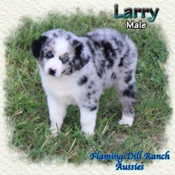 Larry ~ Mini Blue Bi Merle Male Aussie