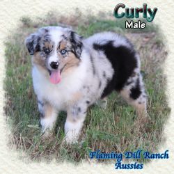 Curly ~ Mini Blue Merle Male Aussie