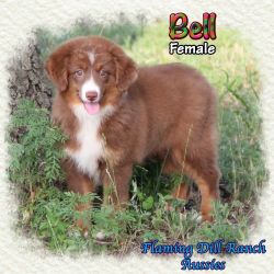Bell ~ Toy / Small Mini Red Tri Female Aussie