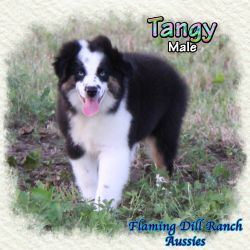 Tangy ~ Mini Black Tri Male Aussie