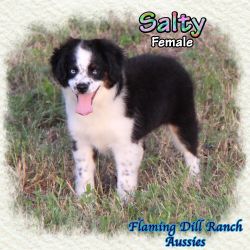 Salty ~ Small Mini Black Tri Female Aussie