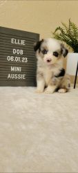 Miniature Australian Shepherd For Sale
