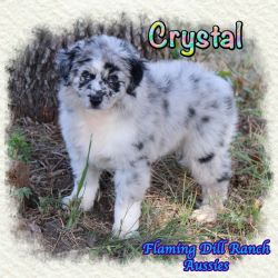 Crystal ~ Mini Blue Bi Merle Female Aussie