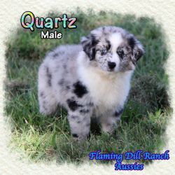Quartz ~ Mini Blue Bi Merle Male Aussie