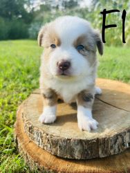 Toy Red merle female with double blue eyes