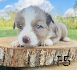 Red Merle female with double blue eyes