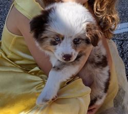 Beautiful Miniature Aussie available