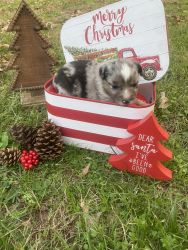 Mini Aussies ready to go by Christmas