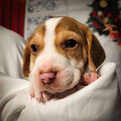 Free Australian Shepard Beagle Puppies