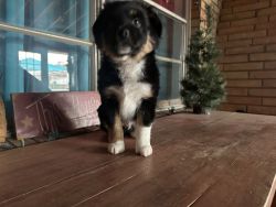 Mini Aussie for sale have papers