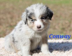Miniature Australian Puppies for sale