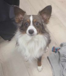 1.5 year old male Mini Aussie seeking new forever home