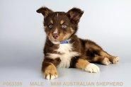 Our Male Mini Aussie Puppy!