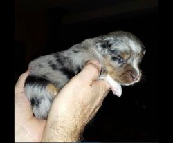 Sorry Sold blue Merle male
