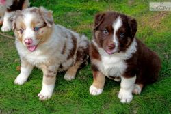 Miniature Australian Shepherd Puppies Available
