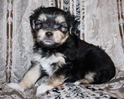 Irresistible Yaussie Puppy for Sale!