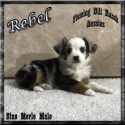 Rebel - Toy Blue Merle Male Aussie Puppy - Blue Eyes