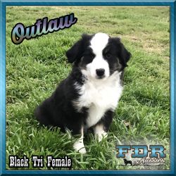 Outlaw - Mini Black Tri Female Aussie Puppy